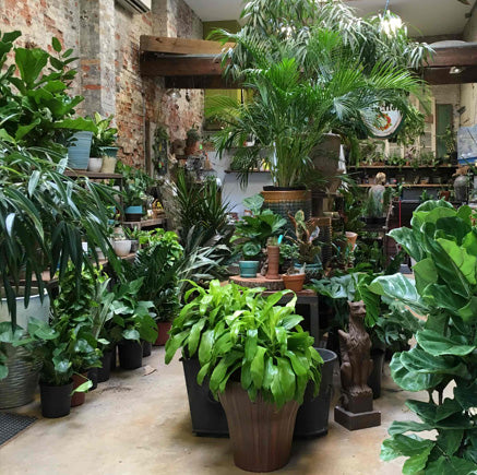 INDOOR PLANTS