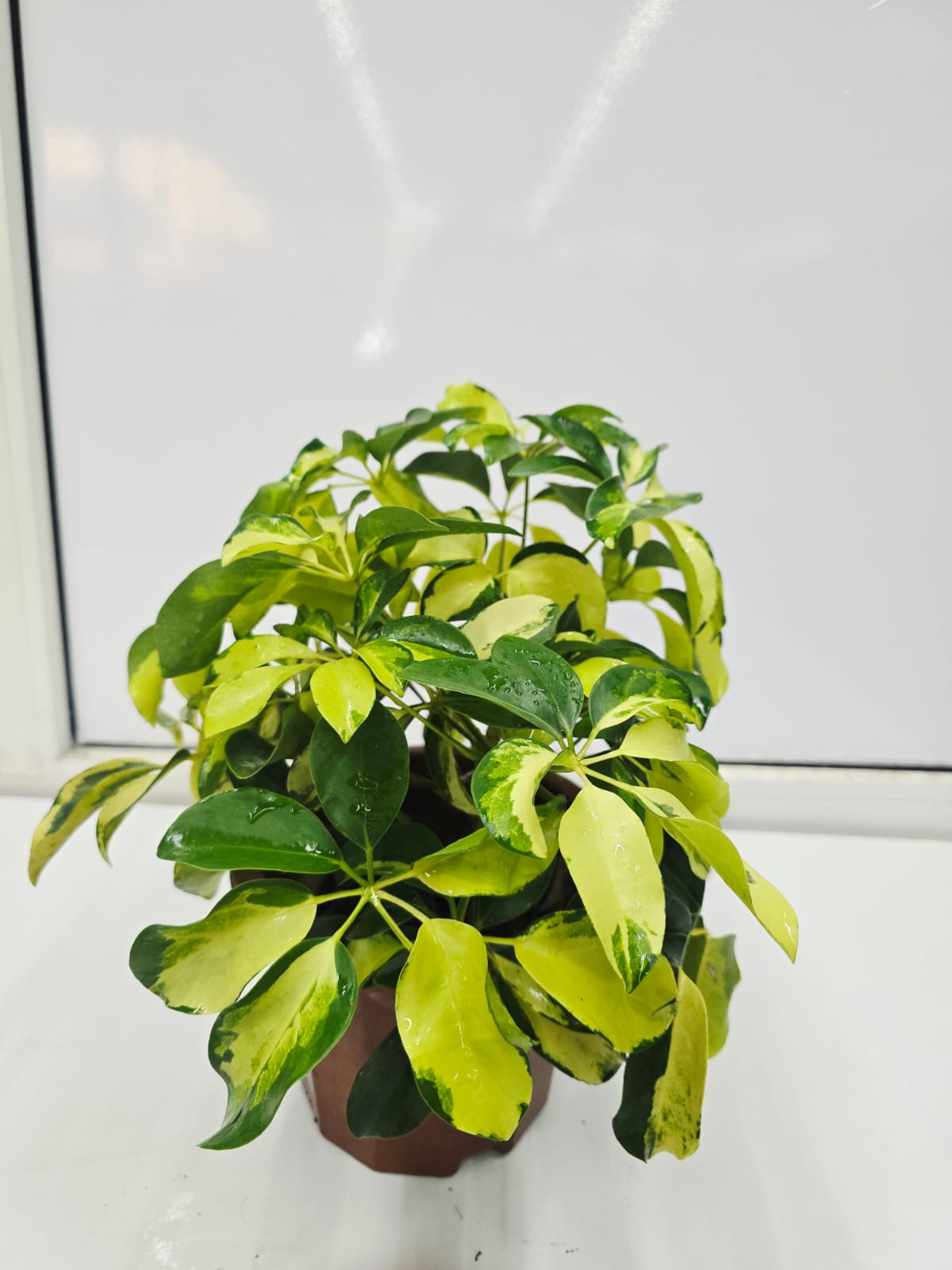 SCHEFFLERA VARIEGATED