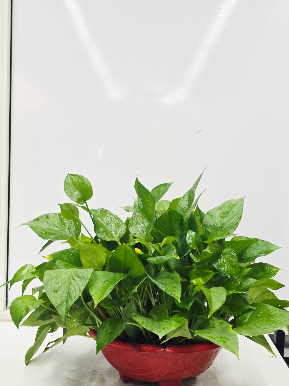MONEY PLANT