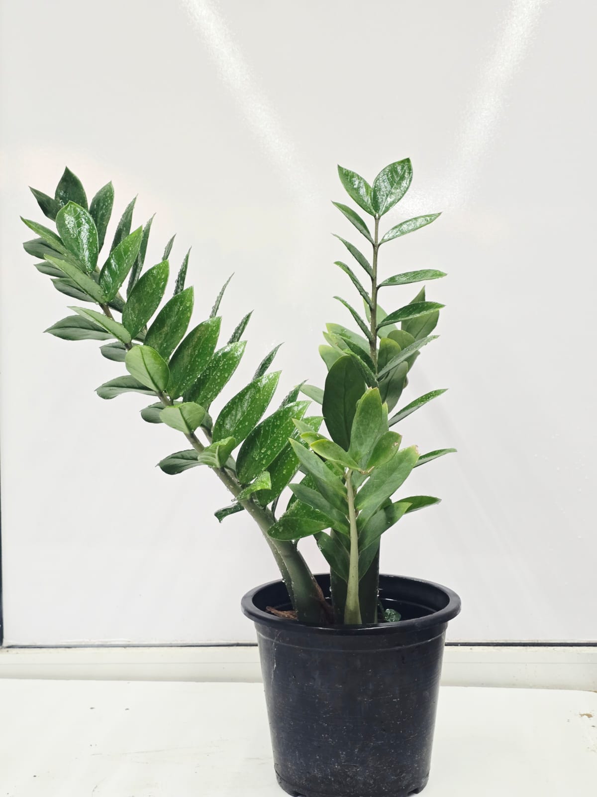 ZAMIOCULCAS ZAMIIFOLIA