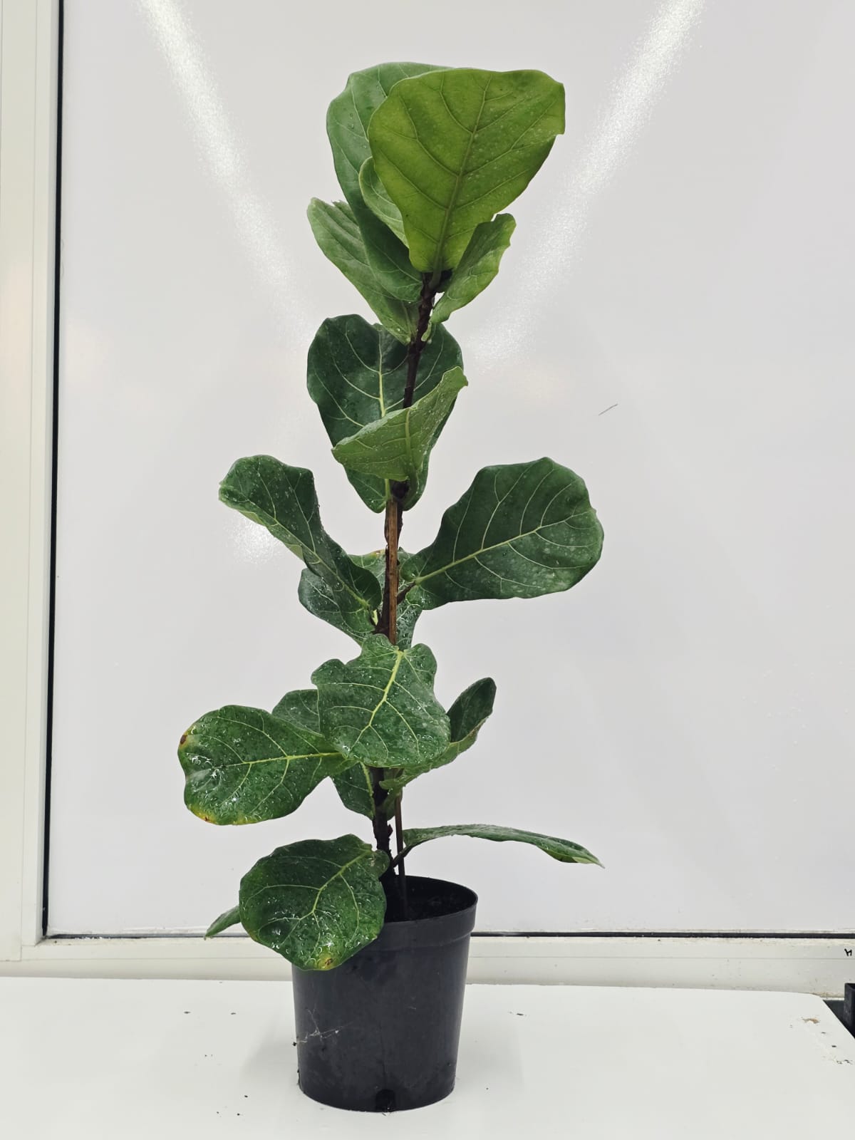 FICUS LYRATA